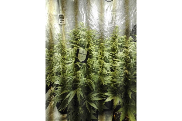 White Widow Samonakvétací (Zamnesia Seeds) feminizovaná