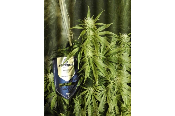 White Widow Samonakvétací (Zamnesia Seeds) feminizovaná