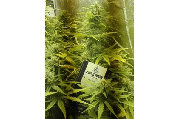 White Widow Samonakvétací (Zamnesia Seeds) feminizovaná