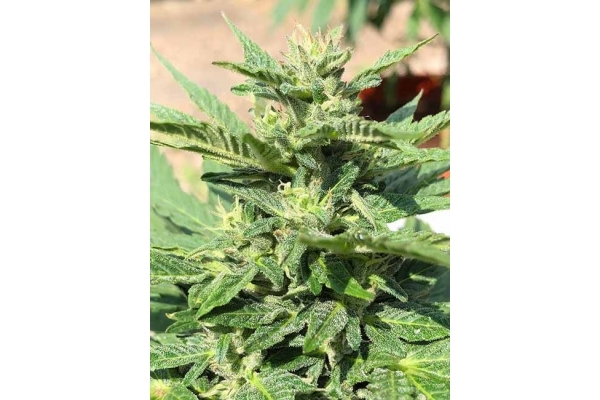 Sticky Beast Samonakvétací (Zamnesia Seeds) feminizovaná