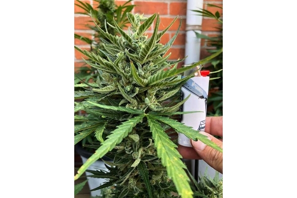 Sticky Beast Samonakvétací (Zamnesia Seeds) feminizovaná