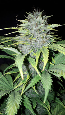 Sticky Beast Samonakvétací (Zamnesia Seeds) feminizovaná