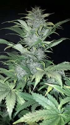 Sticky Beast Samonakvétací (Zamnesia Seeds) feminizovaná
