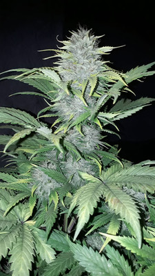 Sticky Beast Samonakvétací (Zamnesia Seeds) feminizovaná
