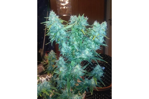 Diesel Samonakvétací (Zamnesia Seeds) feminizovaná