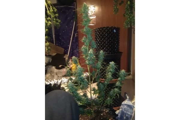 Diesel Samonakvétací (Zamnesia Seeds) feminizovaná