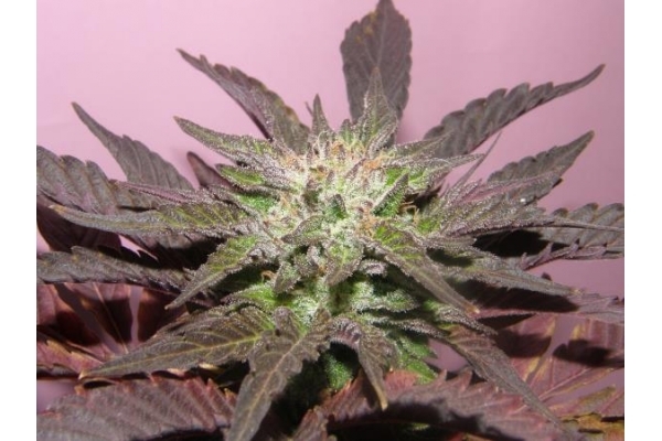 Melon Gum (Dr. Underground) feminizovaná