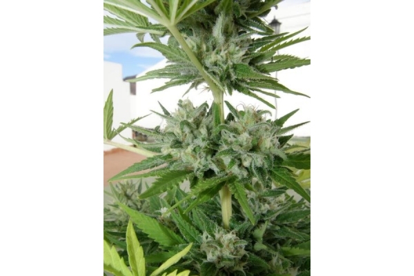 Melon Gum (Dr. Underground) feminizovaná