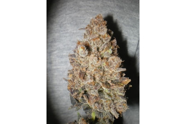 Melon Gum (Dr. Underground) feminizovaná