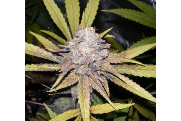 Melon Gum (Dr. Underground) feminizovaná