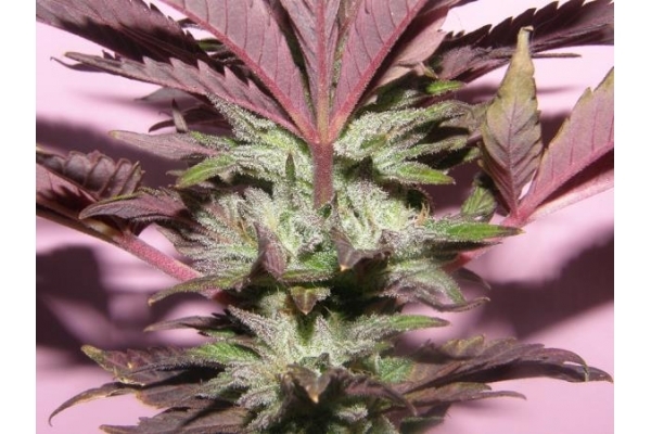 Melon Gum (Dr. Underground) feminizovaná