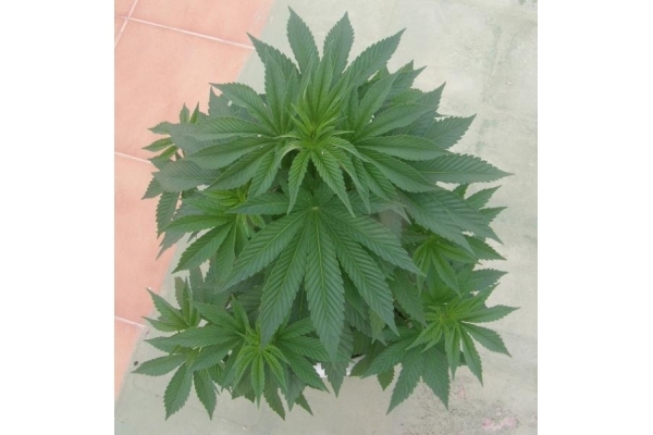 PainKiller (Dr. Underground) feminizovaná