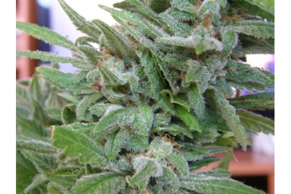 Brooklyn Mango (Dr. Underground) feminizovaná