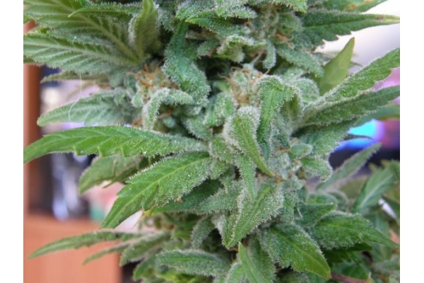 Brooklyn Mango (Dr. Underground) feminizovaná