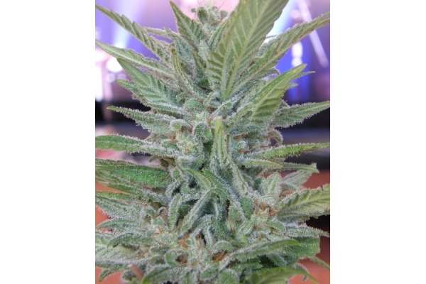 Brooklyn Mango (Dr. Underground) feminizovaná