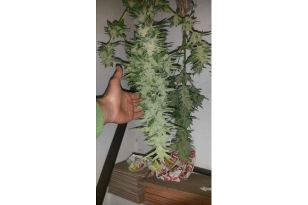 Auto Melon Gum (Dr. Underground) feminizovaná