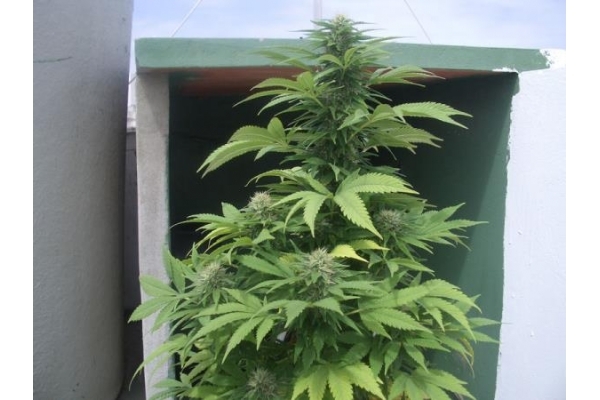Auto Melon Gum (Dr. Underground) feminizovaná