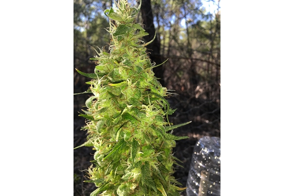 OG Kush (Silent Seeds) feminizovaná