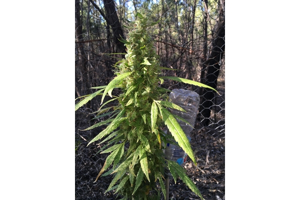 OG Kush (Silent Seeds) feminizovaná