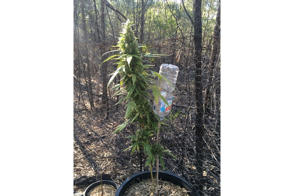 OG Kush (Silent Seeds) feminizovaná