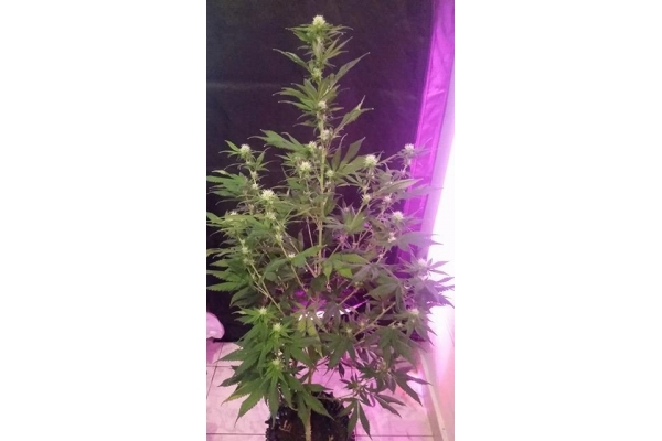 OG Kush (Silent Seeds) feminizovaná