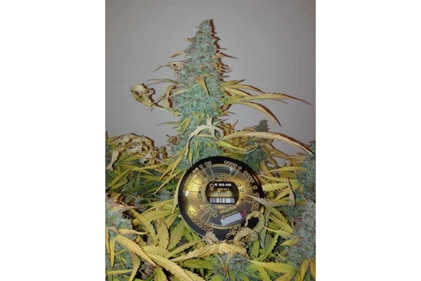 King's Kush Samonakvétací (Greenhouse Seeds) feminizovaná