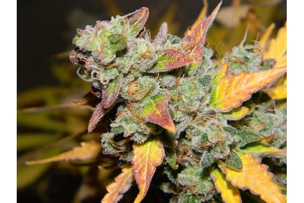 King's Kush Samonakvétací (Greenhouse Seeds) feminizovaná