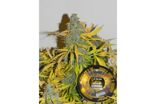King's Kush Samonakvétací (Greenhouse Seeds) feminizovaná