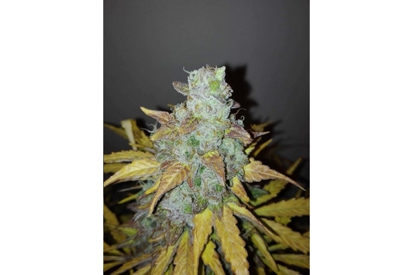 King's Kush Samonakvétací (Greenhouse Seeds) feminizovaná