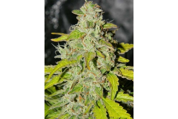King's Kush Samonakvétací (Greenhouse Seeds) feminizovaná