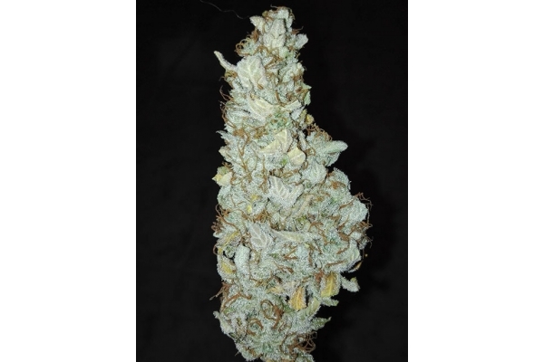 King's Kush Samonakvétací (Greenhouse Seeds) feminizovaná