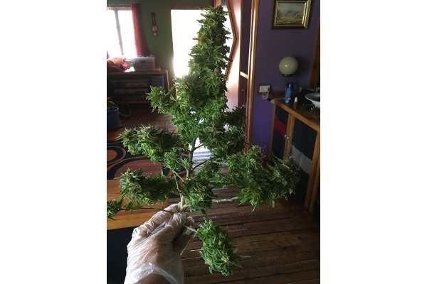 Black Dream (Eva Seeds) feminizovaná