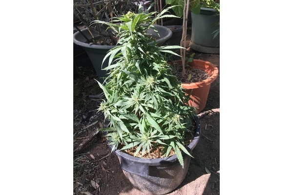 Black Dream (Eva Seeds) feminizovaná