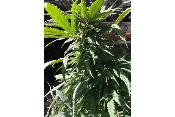 Black Dream (Eva Seeds) feminizovaná