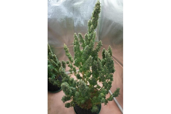 Auto Mazar (Dutch Passion) feminizovaná