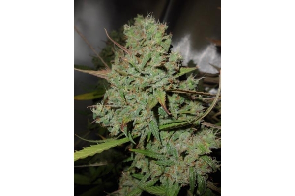 Auto Blueberry (Dutch Passion) feminizovaná