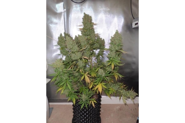 Auto Blueberry (Dutch Passion) feminizovaná