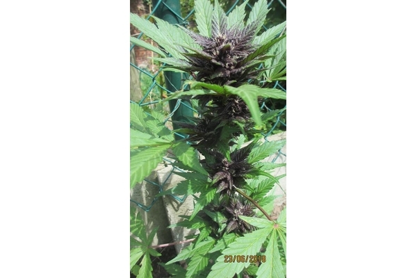 Blackberry Samonakvétací (FastBuds) feminizovaná