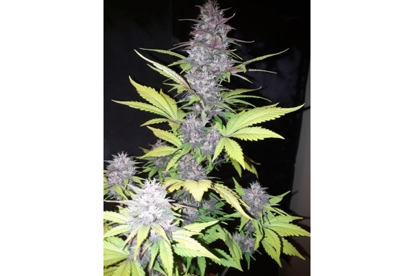 Blackberry Samonakvétací (FastBuds) feminizovaná