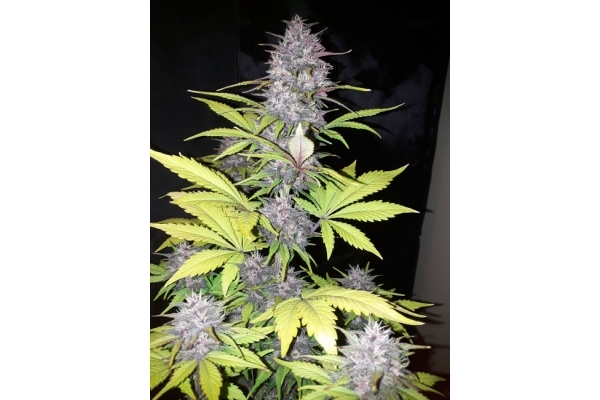 Blackberry Samonakvétací (FastBuds) feminizovaná