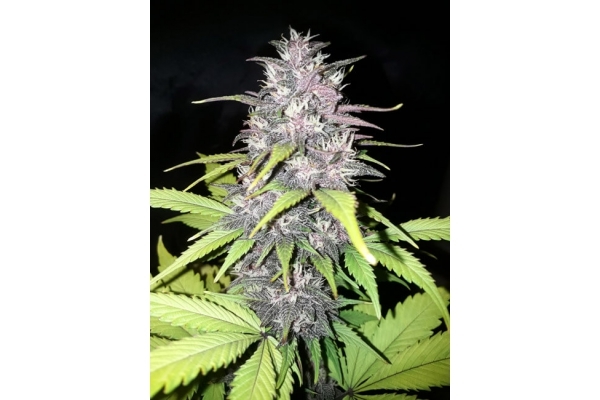 Blackberry Samonakvétací (FastBuds) feminizovaná
