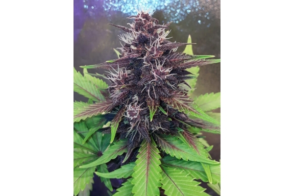 Blackberry Samonakvétací (FastBuds) feminizovaná