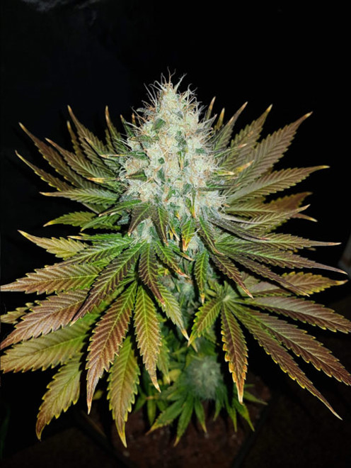 Bona Dea CBD (Vision Seeds) feminizovaná