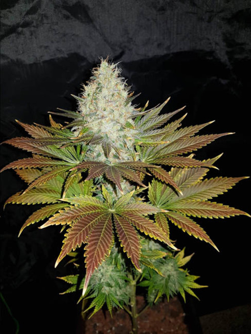 Bona Dea CBD (Vision Seeds) feminizovaná