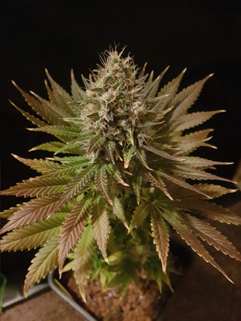 Bona Dea CBD (Vision Seeds) feminizovaná