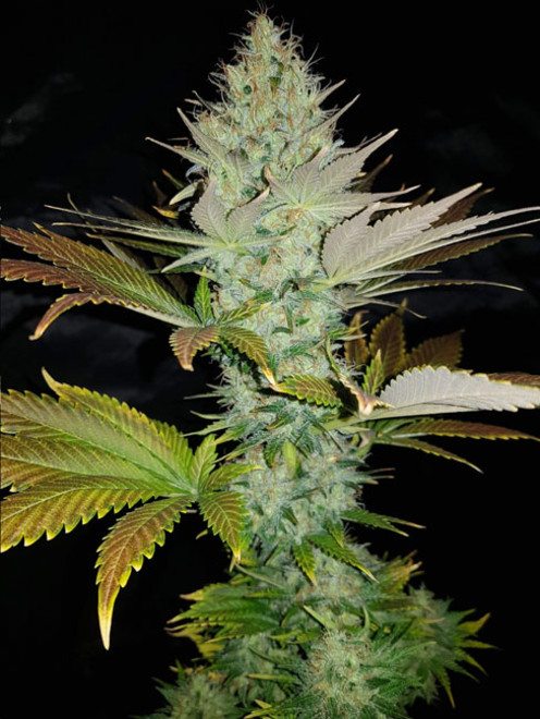 Bona Dea CBD (Vision Seeds) feminizovaná
