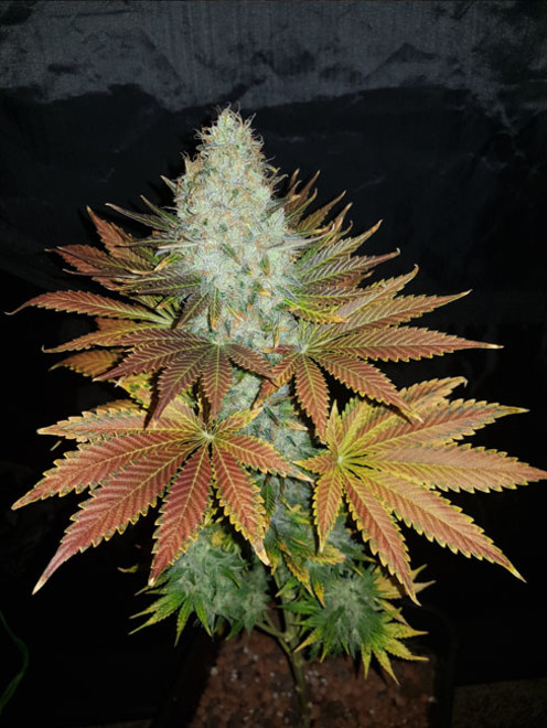 Bona Dea CBD (Vision Seeds) feminizovaná