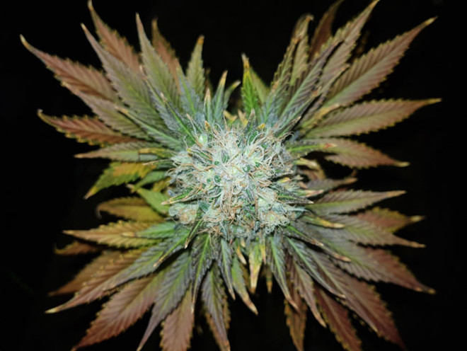 Bona Dea CBD (Vision Seeds) feminizovaná