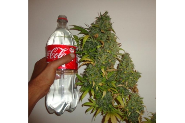 Californian Orange (Dutch Passion) feminizovaná