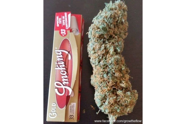 Bubblegum (Zamnesia Seeds) feminizovaná